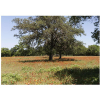 Shade trees and wildflowers on the LBJ Ranch, near Stonewall in the Texas Hill Country-Paper Art-24"x17"