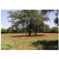 Shade trees and wildflowers on the LBJ Ranch, near Stonewall in the Texas Hill Country-Paper Art-32"x23"