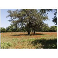 Shade trees and wildflowers on the LBJ Ranch, near Stonewall in the Texas Hill Country-Paper Art-46"x33"