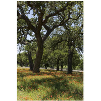 Shade trees and wildflowers on the LBJ Ranch, near Stonewall in the Texas Hill Country-Paper Art-14"x20"