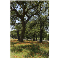 Shade trees and wildflowers on the LBJ Ranch, near Stonewall in the Texas Hill Country-Paper Art-18"x26"