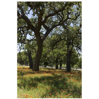 Shade trees and wildflowers on the LBJ Ranch, near Stonewall in the Texas Hill Country-Paper Art-22"x32"