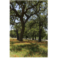 Shade trees and wildflowers on the LBJ Ranch, near Stonewall in the Texas Hill Country-Paper Art-34"x50"