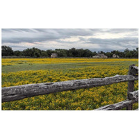 Vivid field of wildflowers in the Lyndon B. Johnson National Historical Park in Johnson City, TX-Paper Art-24"x15"