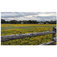 Vivid field of wildflowers in the Lyndon B. Johnson National Historical Park in Johnson City, TX-Paper Art-32"x20"