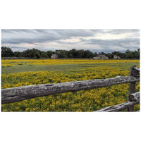 Vivid field of wildflowers in the Lyndon B. Johnson National Historical Park in Johnson City, TX-Paper Art-42"x26"