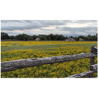 Vivid field of wildflowers in the Lyndon B. Johnson National Historical Park in Johnson City, TX-Paper Art-46&quotx28"