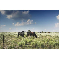 Cows in a field of wildflowers in rural Hunt County near Greenville, TX-Paper Art-20"x14"