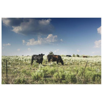 Cows in a field of wildflowers in rural Hunt County near Greenville, TX-Paper Art-32"x22"