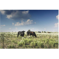 Cows in a field of wildflowers in rural Hunt County near Greenville, TX-Paper Art-62"x42"