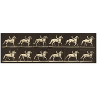 Motion Study: Man Riding A Horse-Paper Art-46"x16"