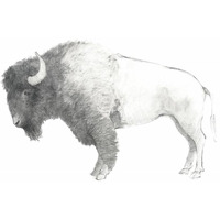 Bison Dark -Paper Art-37"x30"