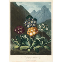 A Group of Auriculas, 1803 -Paper Art-17.714"x24"