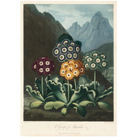 A Group of Auriculas, 1803 -Paper Art-23.429"x32"