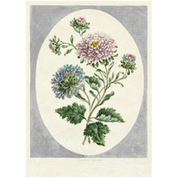 Large Double China Aster, 1798 -Paper Art-17.714"x24"