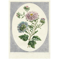 Large Double China Aster, 1798 -Paper Art-23.429&quotx32"