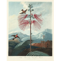 Large Flowering Sensitive Plant, 1799 -Paper Art-14.308"x18"