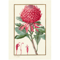 Waratah, about 1828 -Paper Art-17.714"x24"