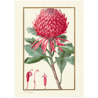 Waratah, about 1828 -Paper Art-23.429"x32"