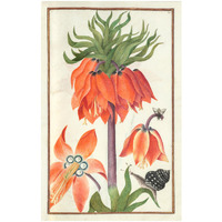 Orange Fritillaria imperialis (crown imperial), 1600s -Paper Art-16.103"x24"