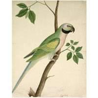 Green Parrot, c. 1820 -Paper Art-18.923"x24"