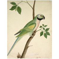 Green Parrot, c. 1820 -Paper Art-25.077"x32"