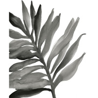 Tropical Palm III Crop BW -Paper Art-24&quotx30"