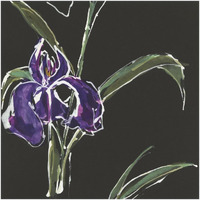 Iris on Black II -Paper Art-20"x20"