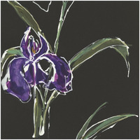 Iris on Black II -Paper Art-32"x32"