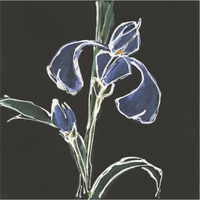 Iris on Black IV -Paper Art-38&quotx38"