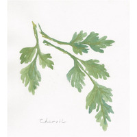 Chervil -Paper Art-16.4"x18"