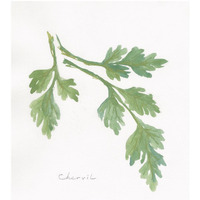 Chervil -Paper Art-29"x32"