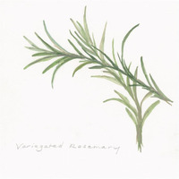 Variegated Rosemary -Paper Art-20"x20"