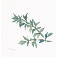 Thyme -Paper Art-26"x26"