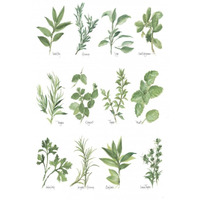 Herb Chart -Paper Art-22"x32"