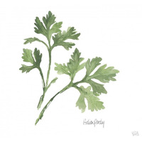 Italian Parsley v2 -Paper Art-20"x20"