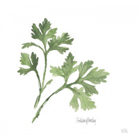 Italian Parsley v2 -Paper Art-26"x26"