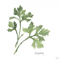 Italian Parsley v2 -Paper Art-42"x42"