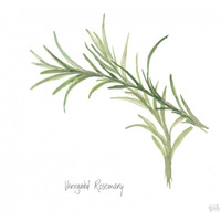 Variegated Rosemary v2 -Paper Art-20&quotx20"