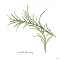 Variegated Rosemary v2 -Paper Art-42"x42"