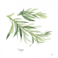 Tarragon v2 -Paper Art-26"x26"