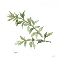 Thyme v2 -Paper Art-26"x26"