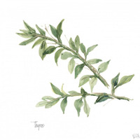 Thyme v2 -Paper Art-32"x32"