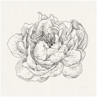 Pen and Ink Florals V -Paper Art-26"x26"