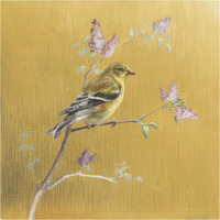 Female Goldfinch on Gold -Paper Art-38"x38"