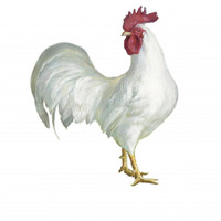 Noble Rooster I on White -Paper Art-32"x32"