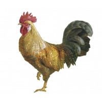 Noble Rooster II on White -Paper Art-20"x20"