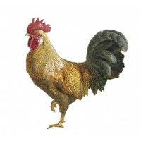 Noble Rooster II on White -Paper Art-26"x26"