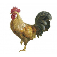 Noble Rooster II on White -Paper Art-32"x32"