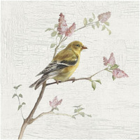 Female Goldfinch Vintage -Paper Art-20"x20"